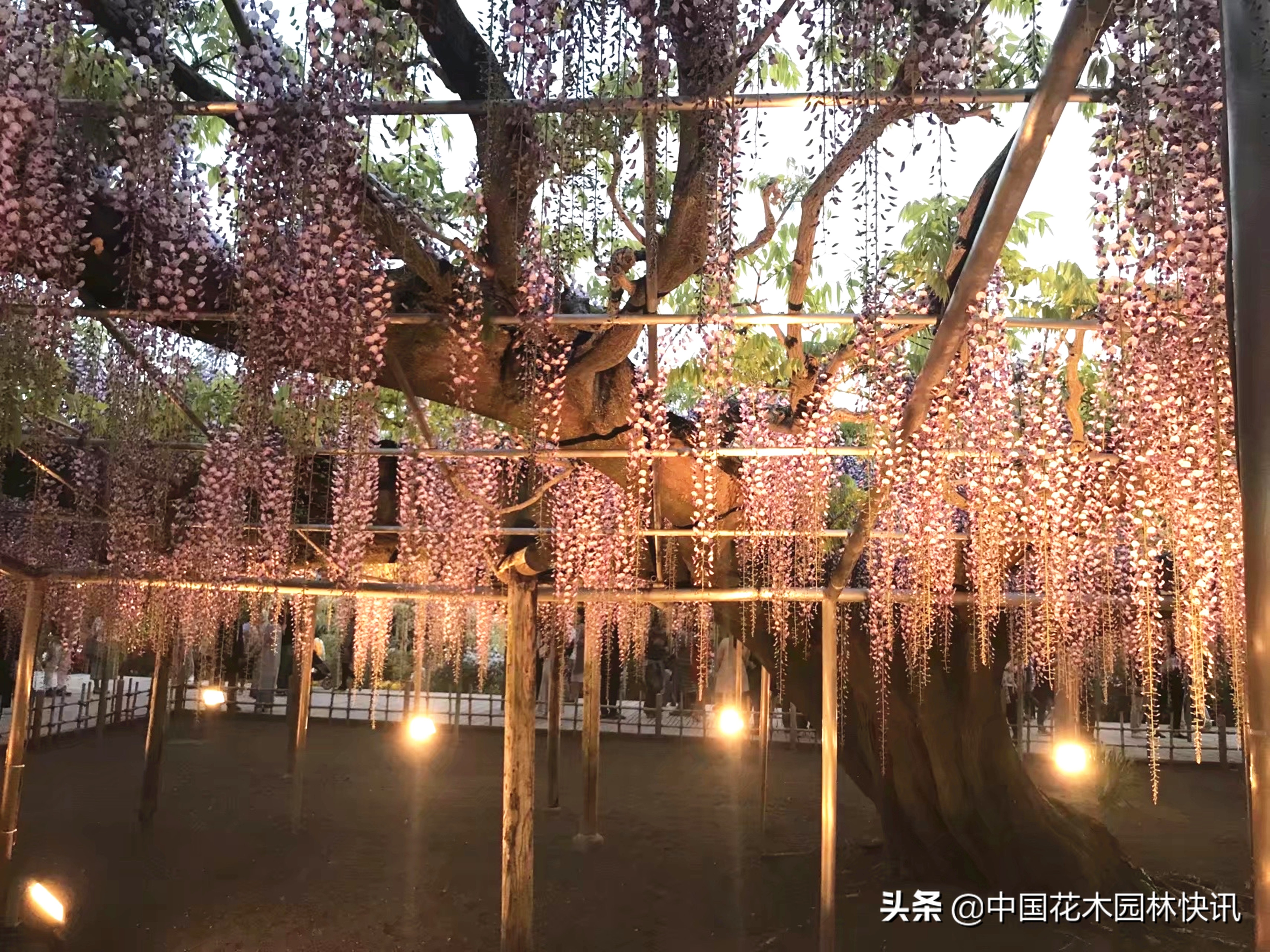 日本最美紫藤园,日本紫藤花美景