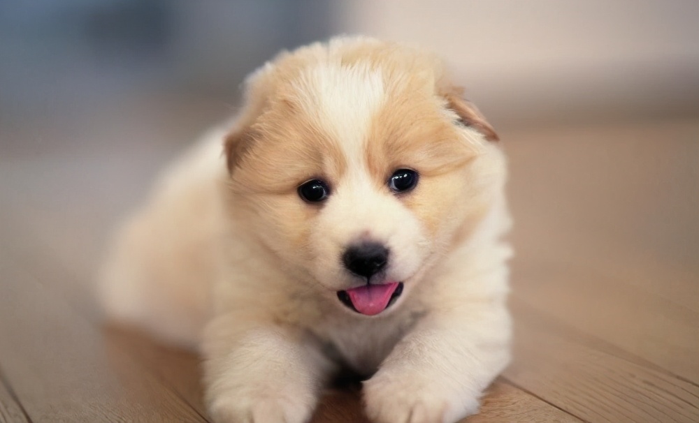 狗想让主人知道的十件事,狗狗想念主人的六件事