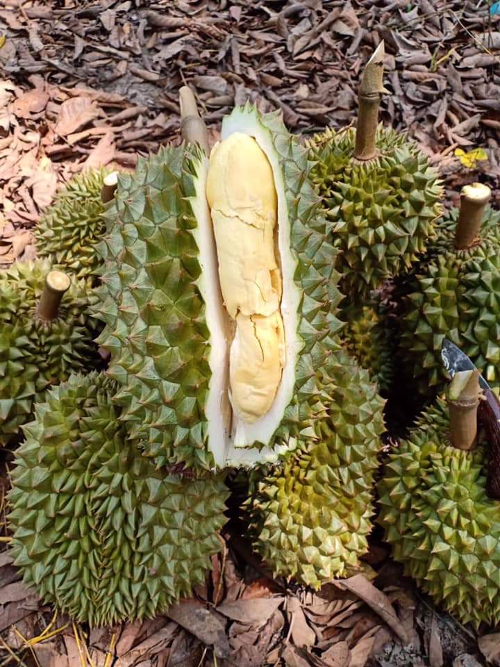 榴莲品种d13,泰国榴莲d197是什么品种