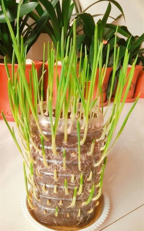 家庭阳台种植蔬菜的技术和方法,阳台怎么实现无土栽培蔬菜