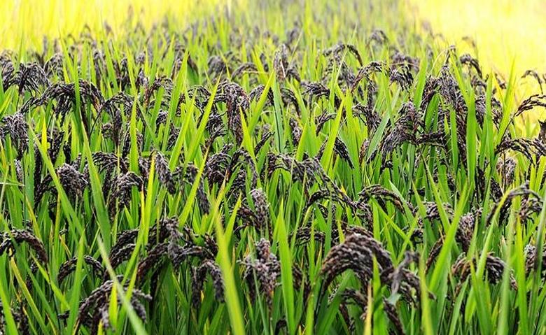 中国赠送日本最珍贵的动物，并非大熊猫，帮助日本皇室摆脱尴尬