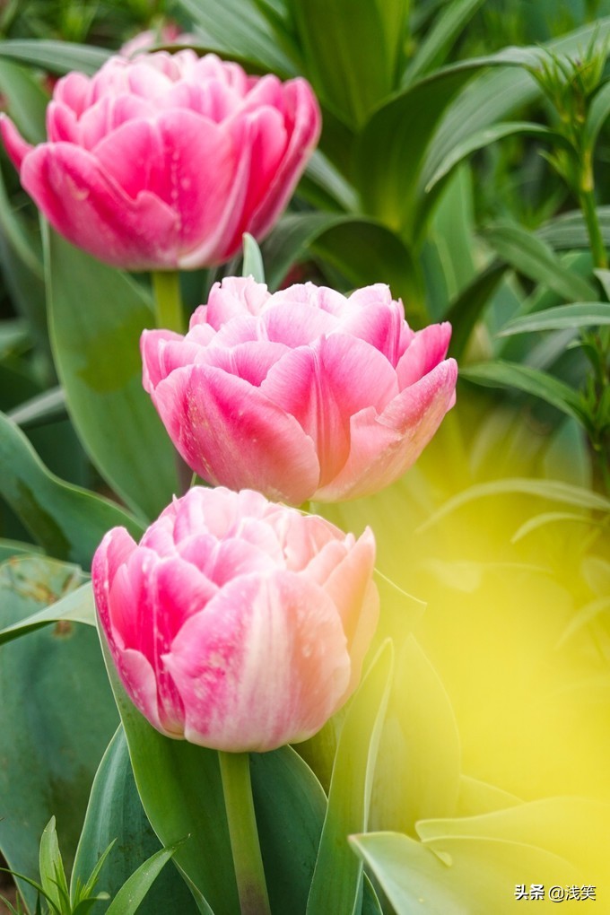 芬芳之人方能遇到芬芳之心，郁金香开成了荷兰花海
