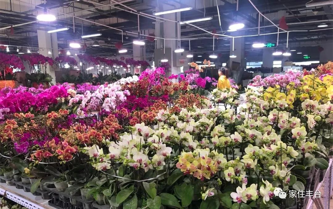 小编整理！丰台四大花市逛买攻略！春节就要这喜庆劲儿