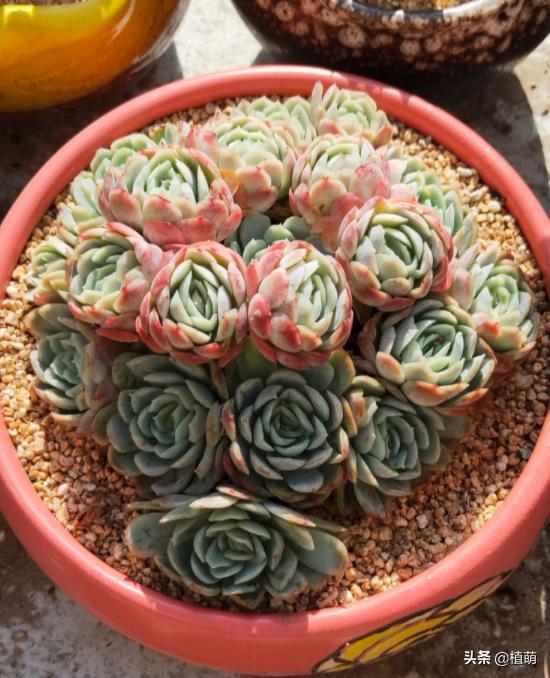 缀化的冰梅,还是头一次见到,真的很漂亮