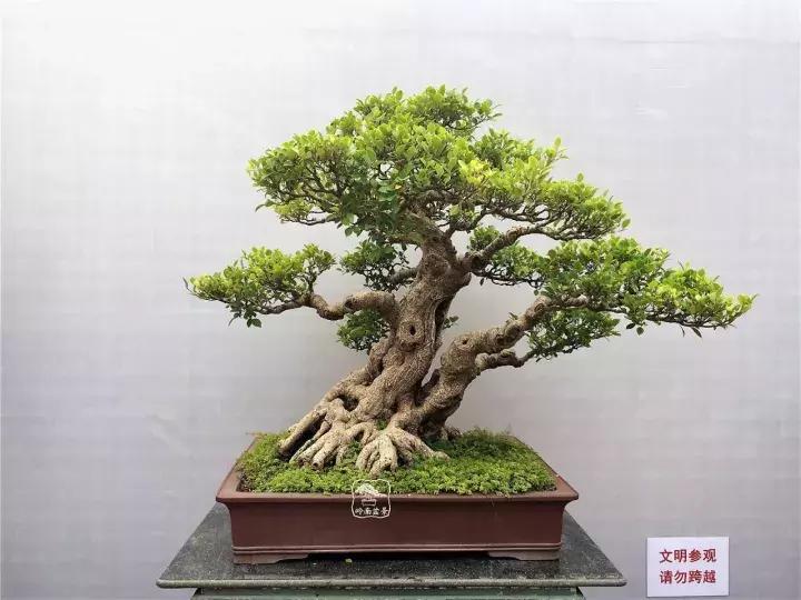 造型极美的盆景一起来欣赏,一组风吹出来的盆景欣赏动感十足