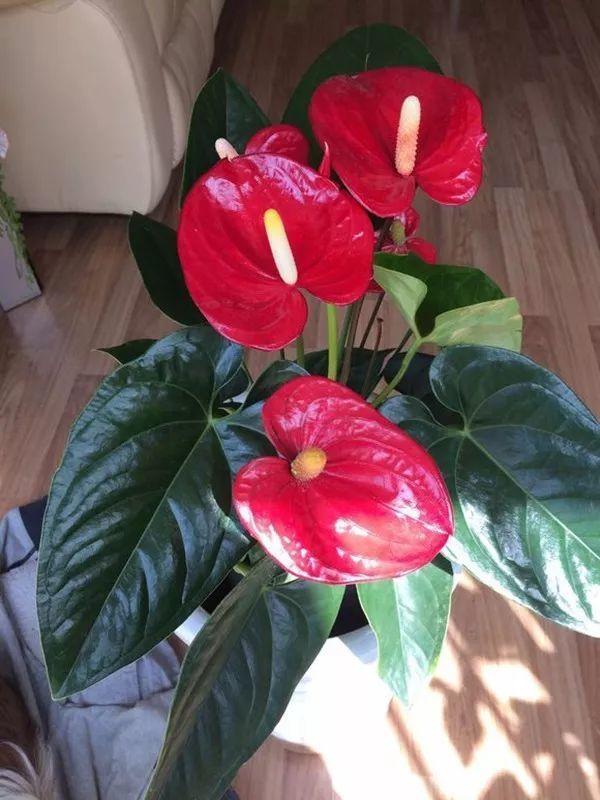 红掌怎么养才会开花越多,怎么让红掌叶绿花红