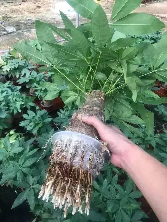 发财树7月能施什么肥,夏季发财树多久浇水更好