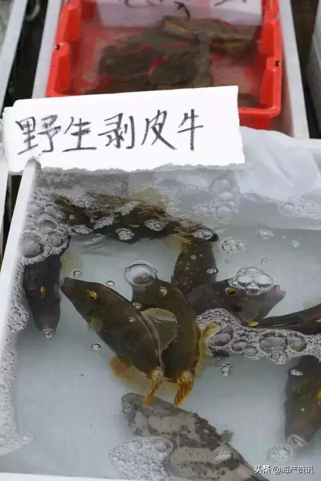 海鲜市场这4种鱼人工无法养殖,海鲜市场适合养什么鱼
