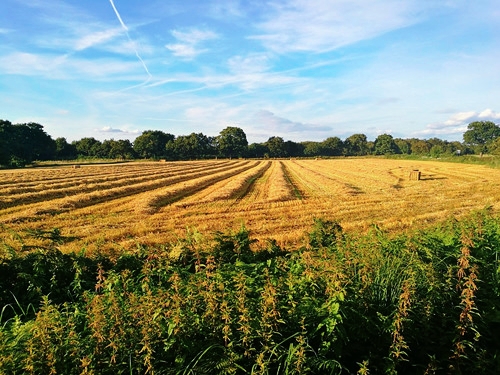 东北种地大户一年能赚多少钱,东北农民种植真实收入