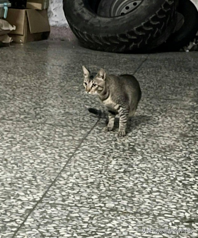 流浪猫是如何找到投喂的猫粮,流浪猫喂过一次找不到了怎么办