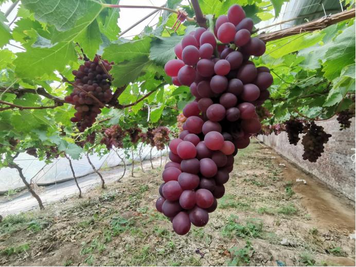 静海端午,静海夏季水果