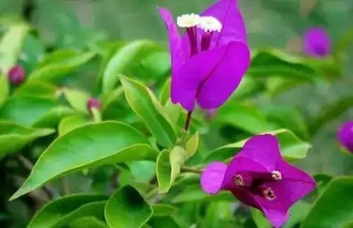 全国56个城市的市花,全国56个城市市花一览