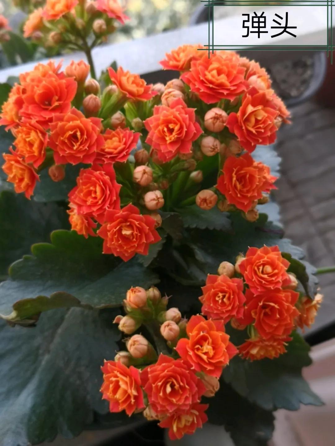 长寿花，寓意好、开花漂亮，花期长，品种多达300个