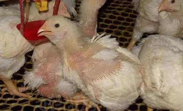 鸡眼睛睁不开是什么病?用什么药能治疗?养殖户值得一看