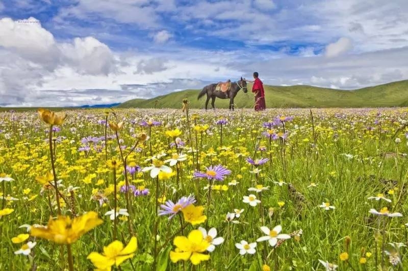 成都自驾红原大草原,四川红原大草原