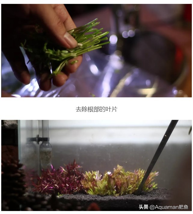 便宜又好养的水草推荐,好养又便宜的水草推荐