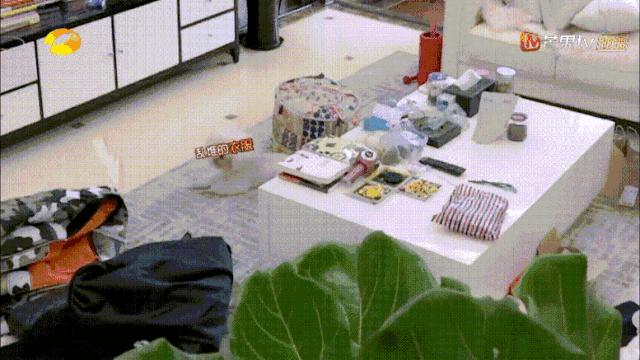 包文婧请保姆,包文婧家政