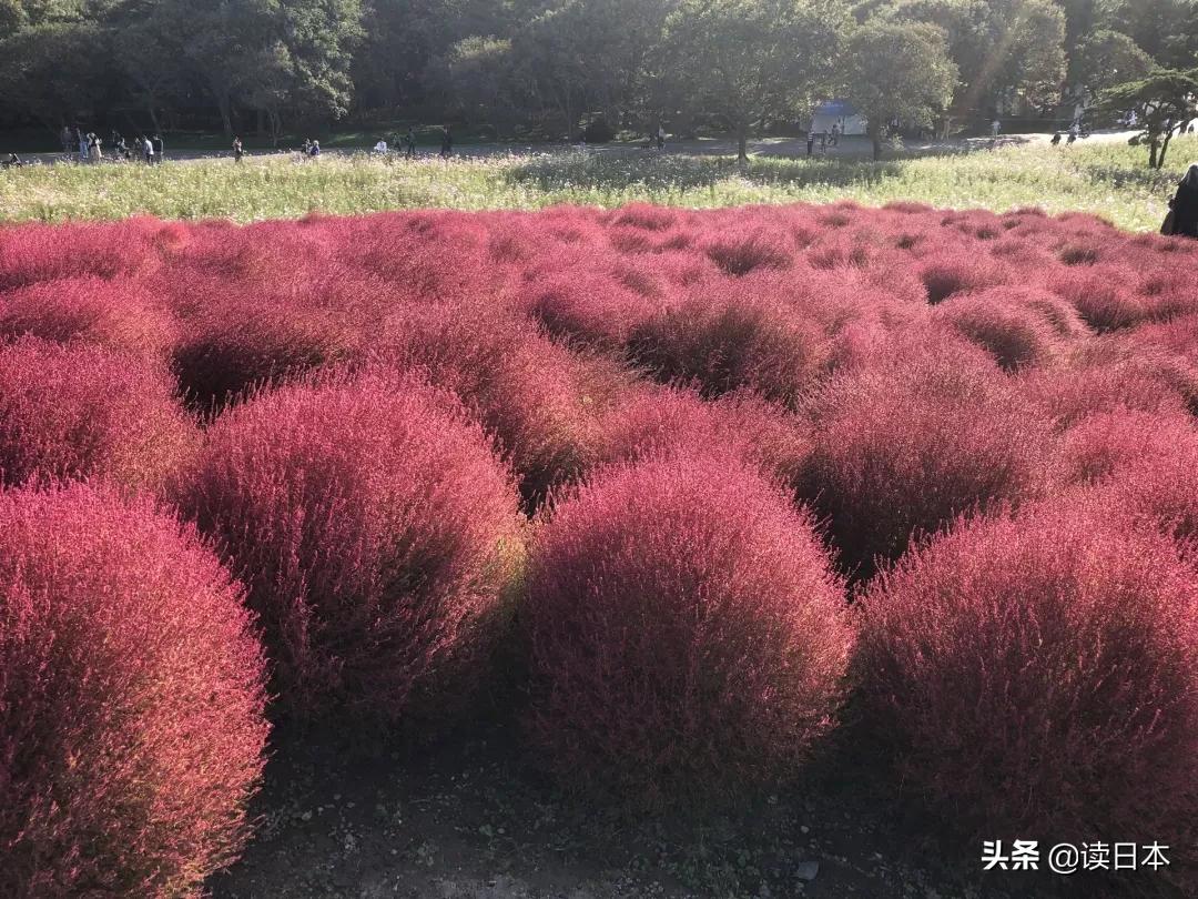 日本茨城连续7年被评魅力最低,可看了真实的她之后,我被美哭了