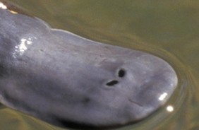 世界上脚最奇怪的动物,世界上最奇怪的脚是什么打一成语