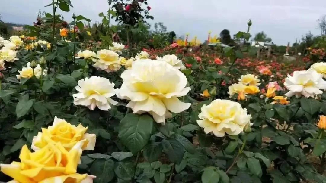 战旗村妈妈农庄,到战旗村妈妈农庄怎么走