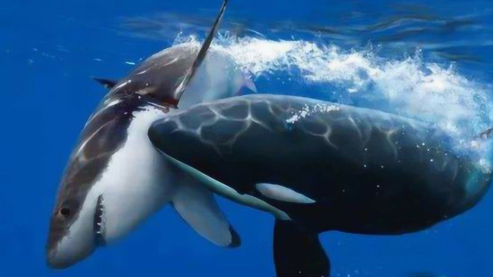 八种你没听说过的珍稀鲨鱼,鲨鱼身上不为人知的五个秘密