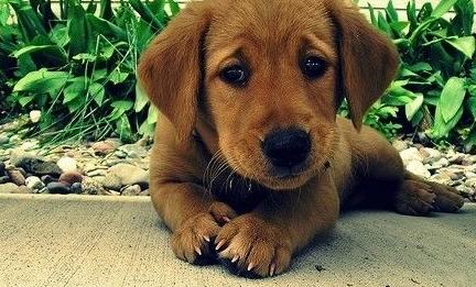 狗狗身上像头皮屑怎么回事,狗狗身上有好多皮屑老挠怎么回事