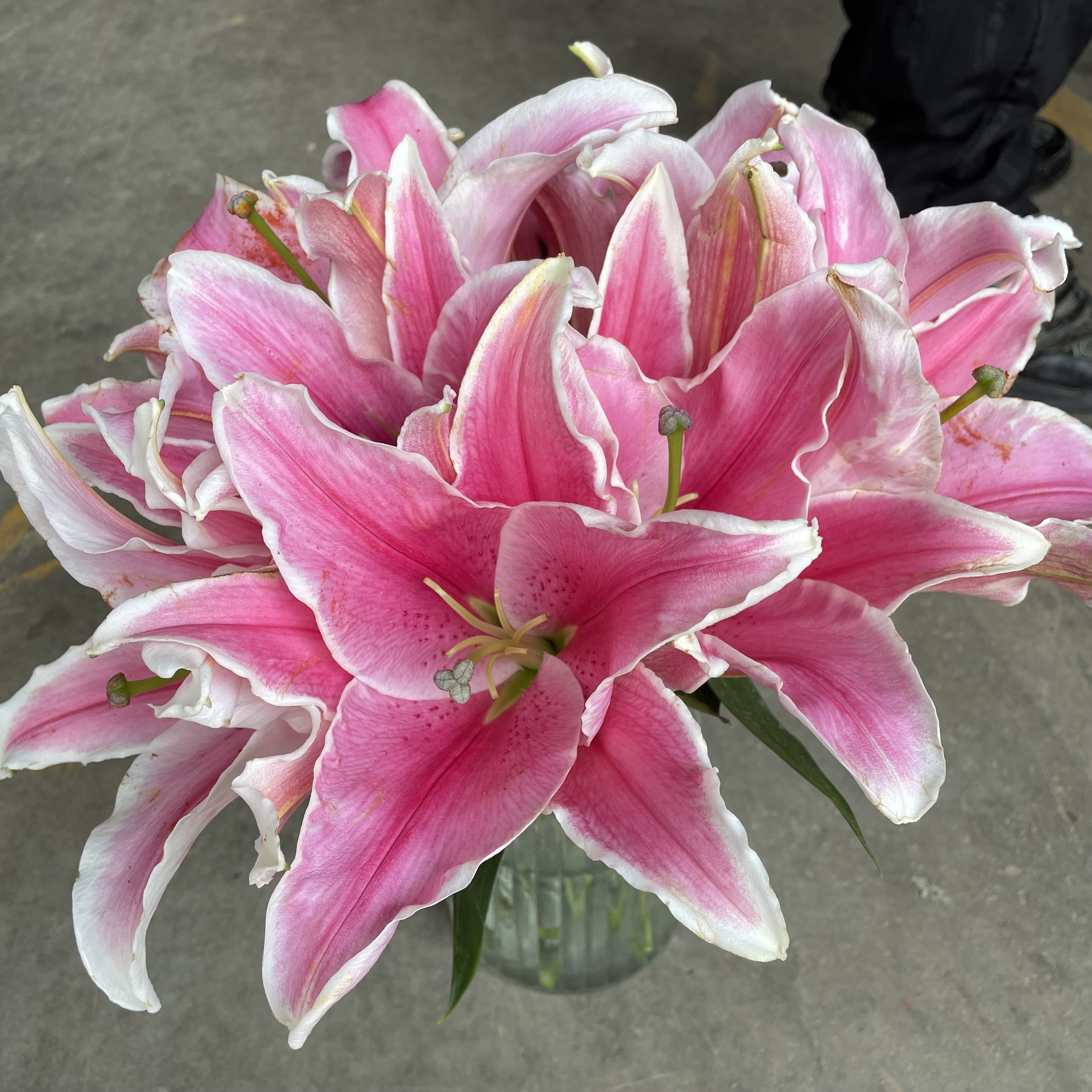 我与鲜花有个约定之百合花篇