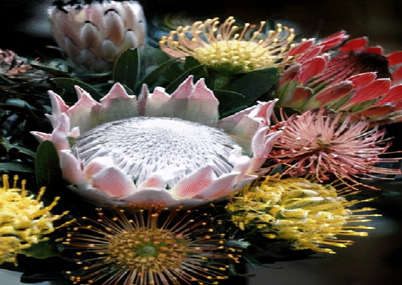 世界各国的国花和国树是什么,世界各国国花大开眼界美到爆