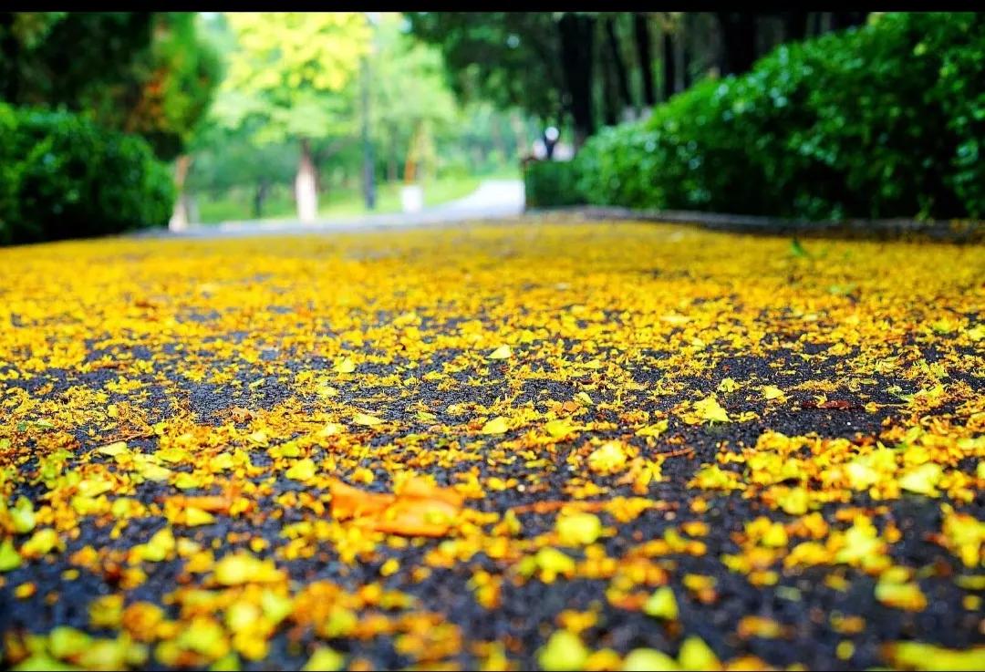 济南的冬天朗诵,济南的冬天作文