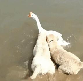 搞笑gif第八期,搞笑gif第三弹