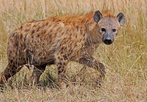 人类遇到鬣狗怎么办,鬣狗对人类有攻击吗