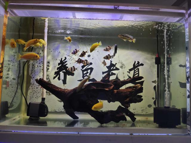 鱼缸加热用什么材质好,鱼缸加热管用多大合适