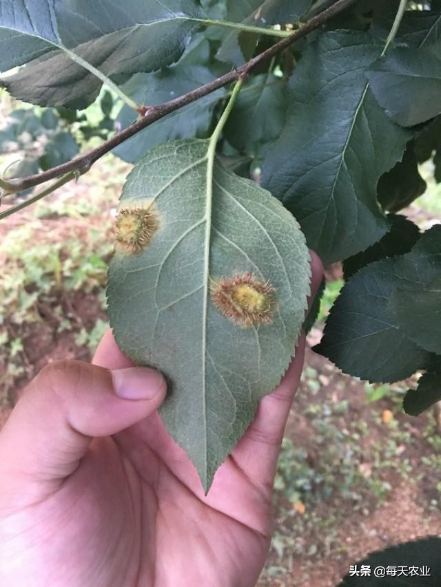 苹果树叶上的羊胡子锈病怎样防治,果树上面长羊胡子病用什么药