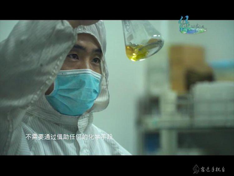 走进平原林海泗阳，一起感受辽阔壮美的泗阳之绿