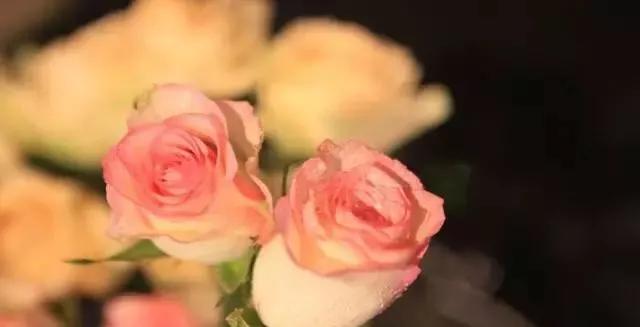 给大家介绍一下玫瑰品种,玫瑰的品种及特点介绍