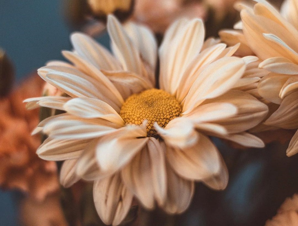 微距拍摄需要的器材,小成本视频摄影