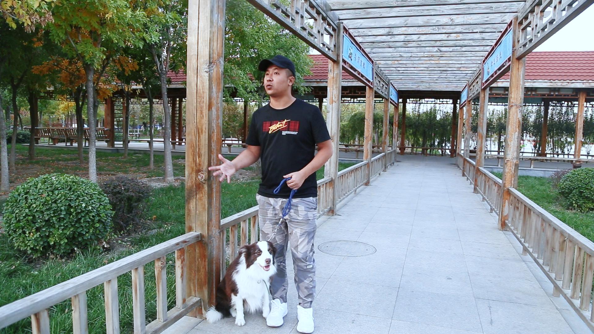 明明花的钱不少,狗狗的身体还是不好?可能你已经走入了喂养误区