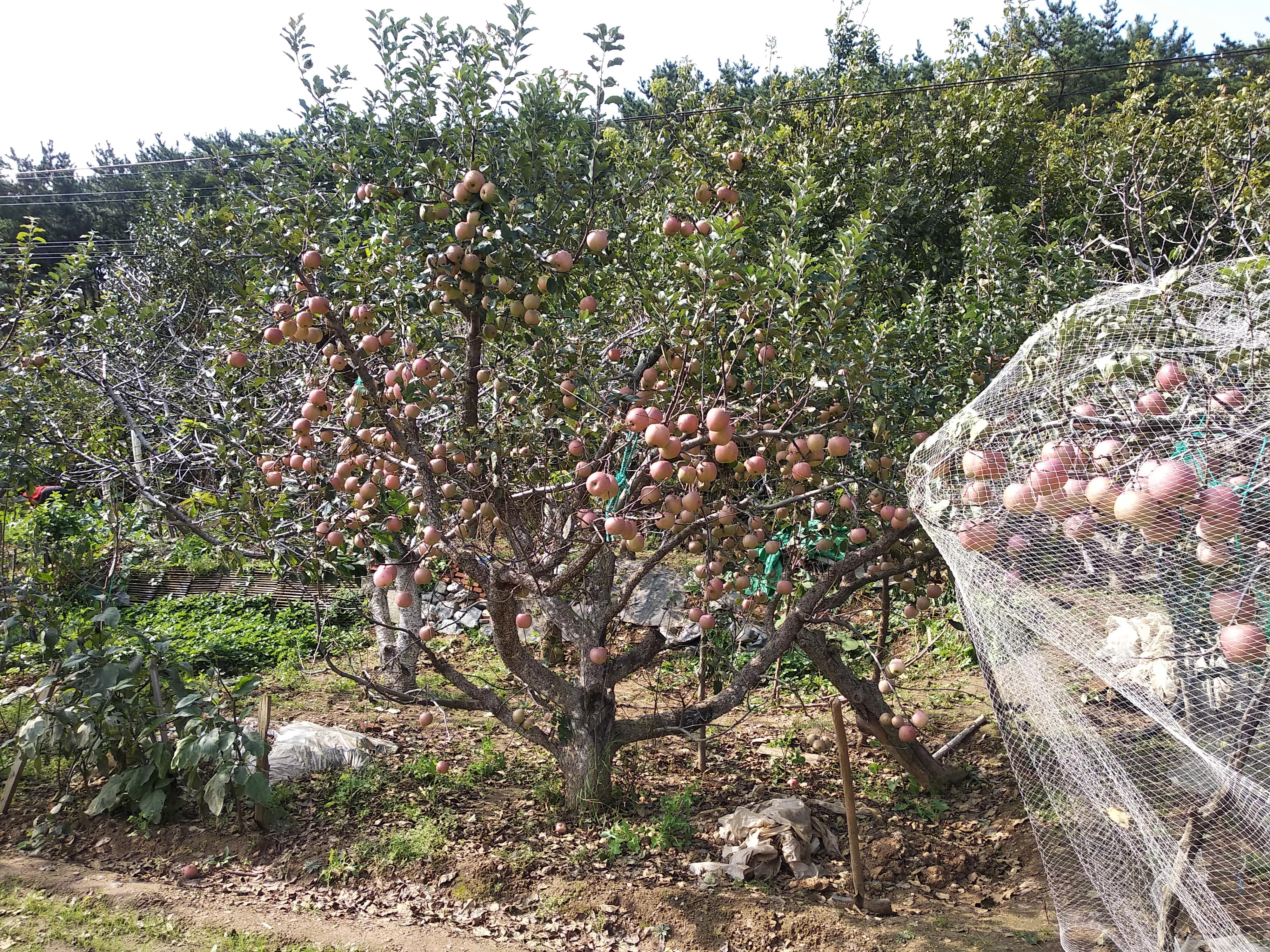 怎样挑选苹果的正确方法,买苹果选啥样的好