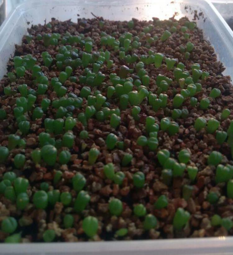 怎么促进生石花开花,生石花怎么生根快