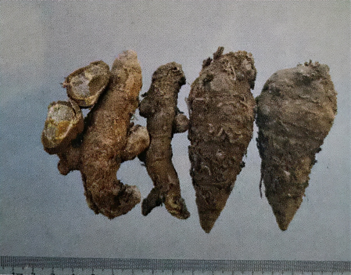 草药莪术的功效与作用,醋莪术行气破血什么意思