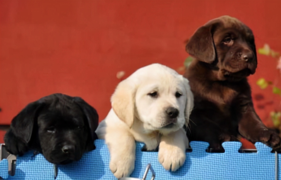 怎样给狗狗取名字更有意义,狗狗取名叫黄瓜