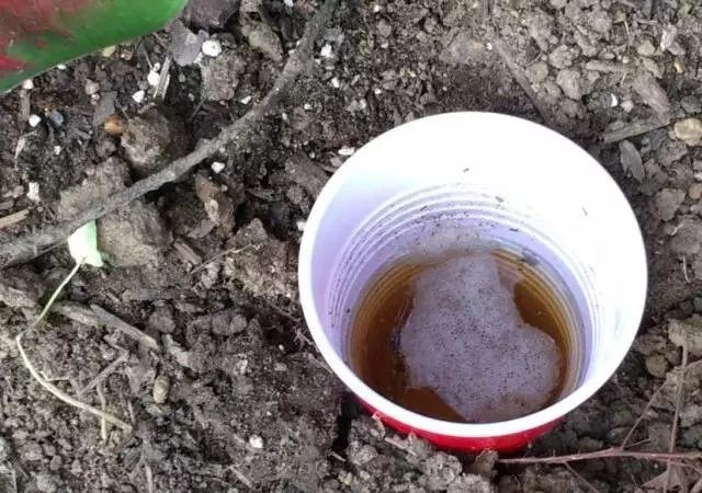 养的花老是被蜗牛吃掉怎么办,蜗牛总是吃花的叶子怎么防