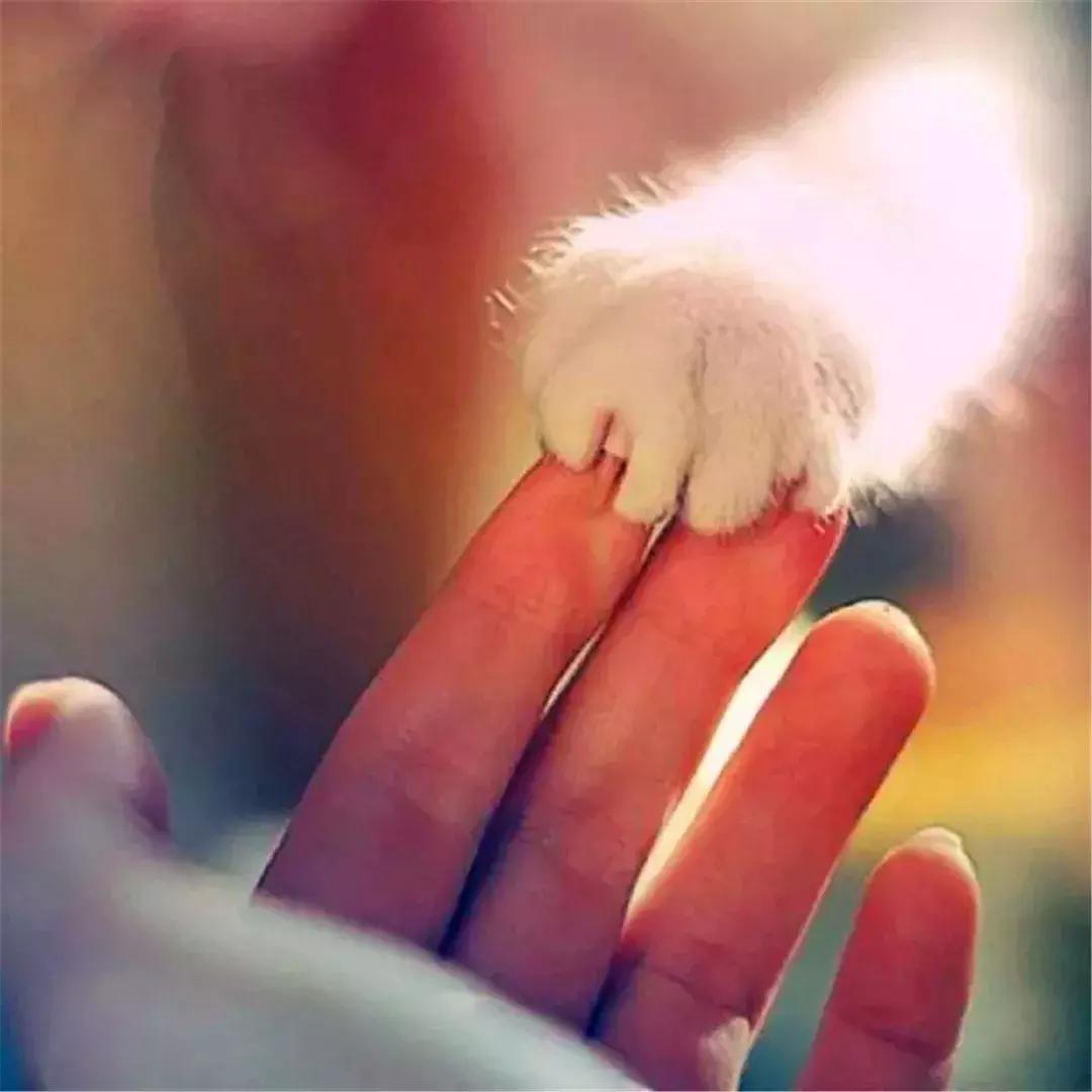 如何用猫条训练猫咪握手,铲屎官学猫咪姿势