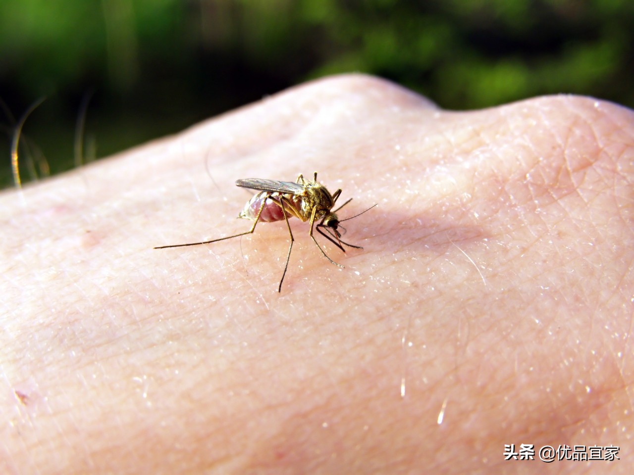 夏天被蚊子咬了怎么快速止痒最快,夏天来了怎么防蚊子啊