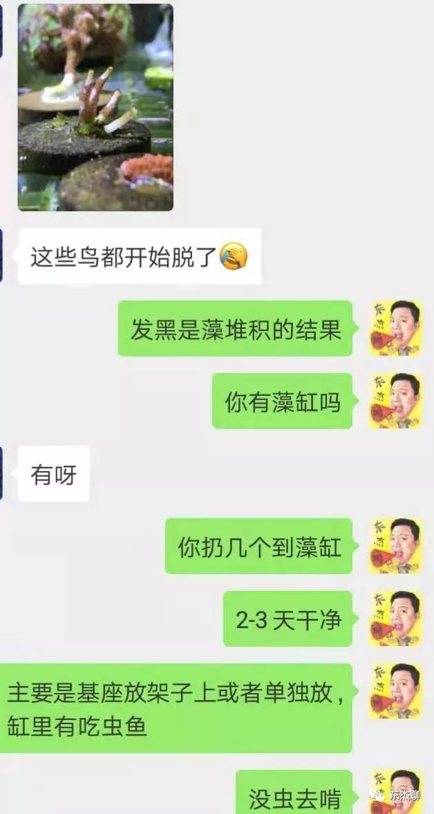 海水鱼缸里有很多虫,海水鱼缸为什么有绿藻