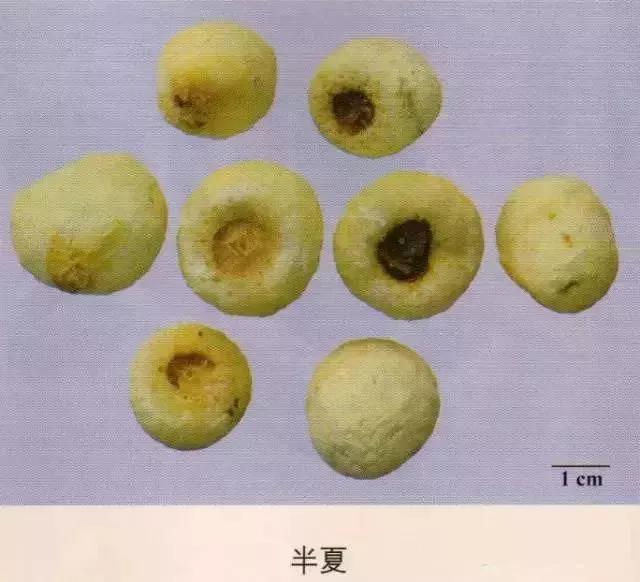 中药材图片大全大图带药名,200多味中药材图谱带图