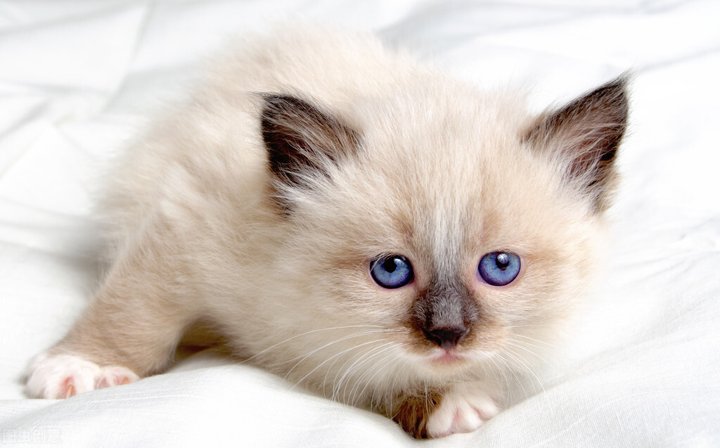 猫咪耳螨用碘伏很有效,猫咪耳屎和耳螨的分辨