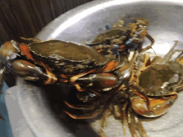 你不知道的13个螃蟹冷知识,螃蟹的冷知识有多可怕