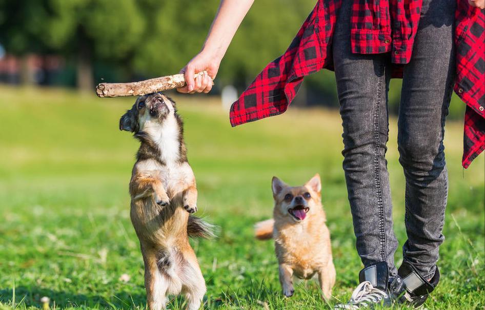 经常打狗狗会怎么样,经常打狗狗还对你有感情吗
