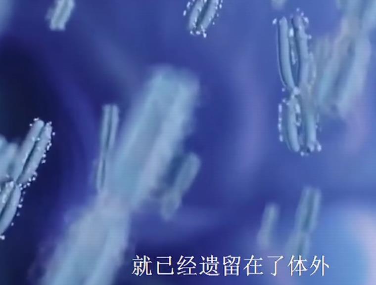 组图*放播**精子和卵子结合全过程,精子:找个媳妇,太难了